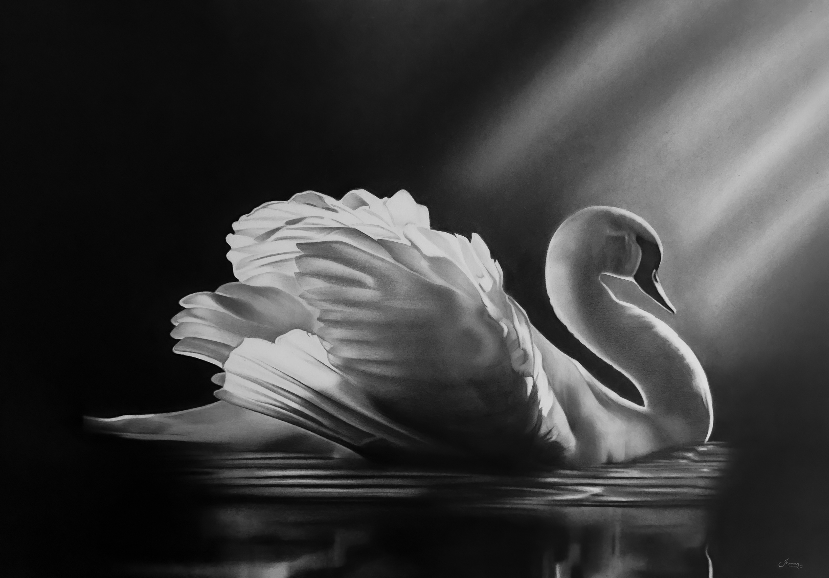 Swan
