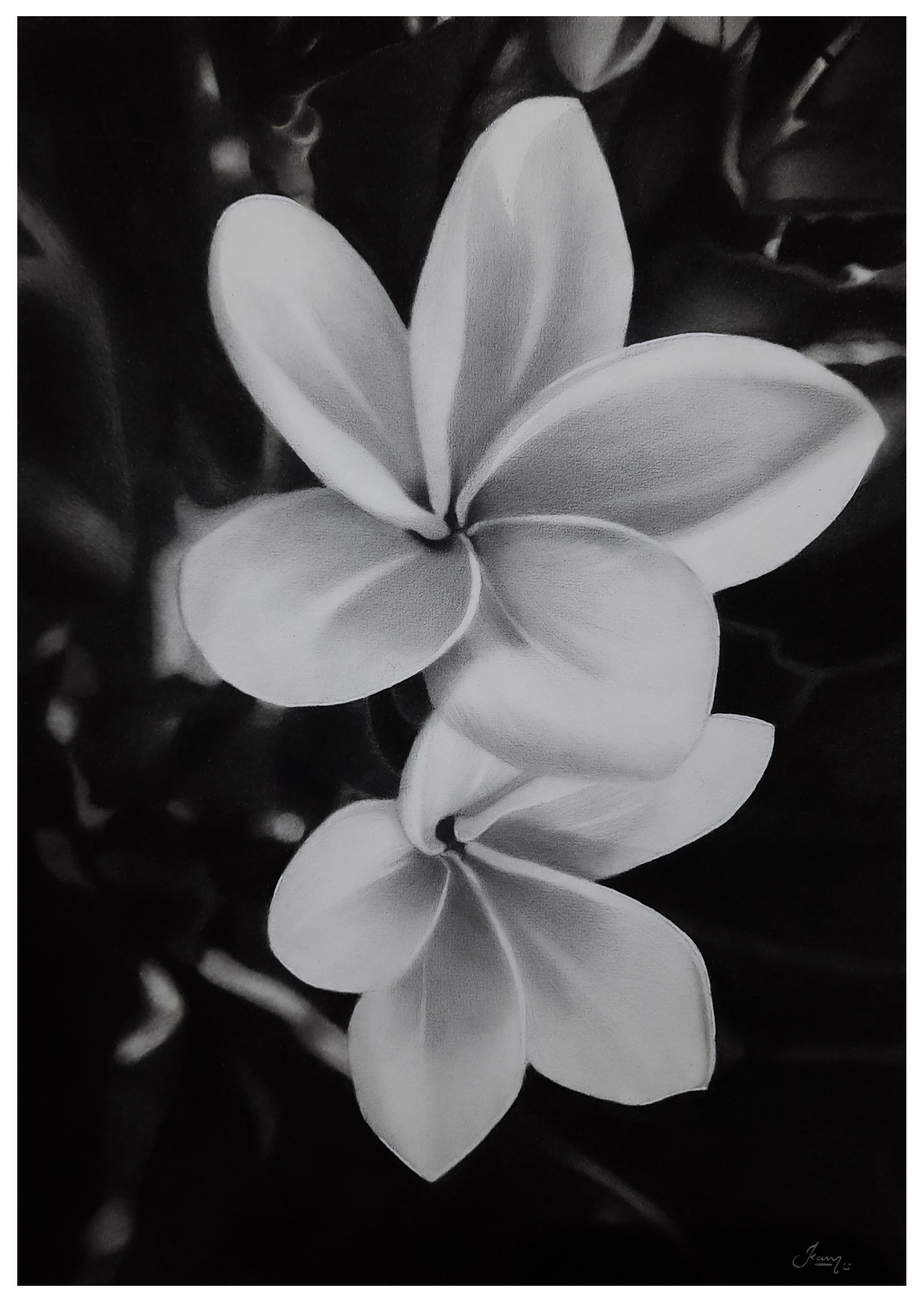 Plumeria